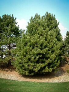 Сосна Чёрная (Pinus Nigra) купить по цене от 270.00р. в интернет-магазине «Посадика» с доставкой почтой в в Ярославле и по всей России – [изображение №1].