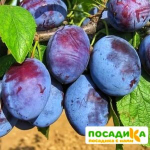 Слива Чачакская ранняя купить по цене от 229.00р. в интернет-магазине «Посадика» с доставкой почтой в в Ярославле и по всей России – [изображение №1].