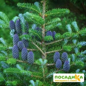 Пихта корейская (Abies koreana) купить по цене от 450.00р. в интернет-магазине «Посадика» с доставкой почтой в в Ярославле и по всей России – [изображение №1].