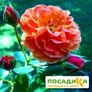 Роза Арабия купить по цене от 350.00р. в интернет-магазине «Посадика» с доставкой почтой в в Ярославле и по всей России – [изображение №1].