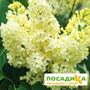 Сирень Примроуз (Primrose) купить по цене от 529.00р. в интернет-магазине «Посадика» с доставкой почтой в в Ярославле и по всей России – [изображение №1].