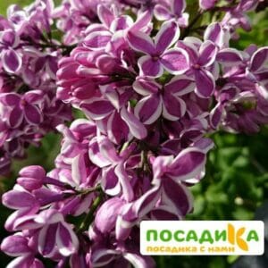 Сирень Сенсация купить по цене от 529.00р. в интернет-магазине «Посадика» с доставкой почтой в в Ярославле и по всей России – [изображение №1].