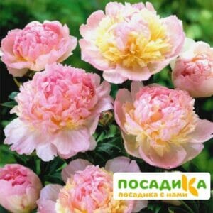 Пион Распберри Сандей (Paeonia Raspberry Sundae) купить по цене от 959р. в интернет-магазине «Посадика» с доставкой почтой в в Ярославле и по всей России – [изображение №1].