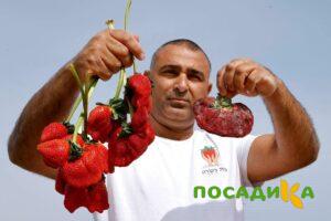 Клубника Гигант Джорнея купить по цене от 266р. в интернет-магазине «Посадика» с доставкой почтой в в Ярославле и по всей России – [изображение №1].