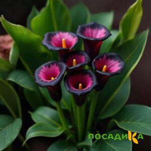 Калла Аура Лейс купить по цене от 400р. в интернет-магазине «Посадика» с доставкой почтой в в Ярославле и по всей России – [изображение №1].