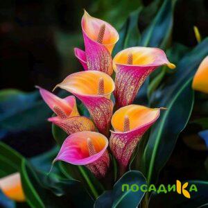 Калла Оникс купить по цене от 450р. в интернет-магазине «Посадика» с доставкой почтой в в Ярославле и по всей России – [изображение №1].