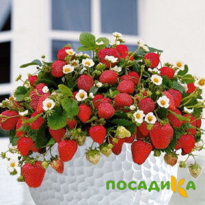 Клубника Рубиновый Шепот (горшечная) купить по цене от 240р. в интернет-магазине «Посадика» с доставкой почтой в в Ярославле и по всей России – [изображение №1].