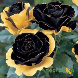 Роза Ханни Сикл купить по цене от 700р. в интернет-магазине «Посадика» с доставкой почтой в в Ярославле и по всей России – [изображение №1].