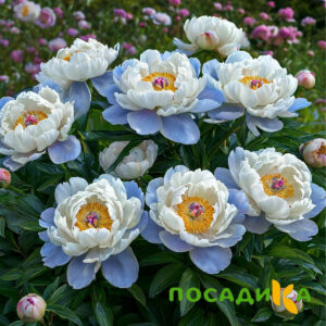 Пион акварельный Этюд купить по цене от 806р. в интернет-магазине «Посадика» с доставкой почтой в в Ярославле и по всей России – [изображение №1].