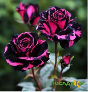 Роза Багровый Шепот купить по цене от 366р. в интернет-магазине «Посадика» с доставкой почтой в в Ярославле и по всей России – [изображение №1].