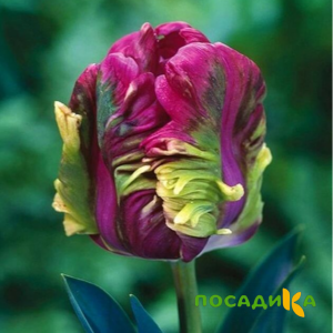 Тюльпан Экзотик Хэвен купить по цене от 186р. в интернет-магазине «Посадика» с доставкой почтой в в Ярославле и по всей России – [изображение №1].