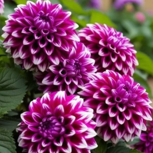 Георгин Кристал Корт купить по цене от 602р. в интернет-магазине «Посадика» с доставкой почтой в в Ярославле и по всей России – [изображение №1].