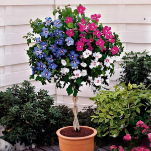 Гибискус-Дерево Триколор купить по цене от 289р. в интернет-магазине «Посадика» с доставкой почтой в в Ярославле и по всей России – [изображение №1].