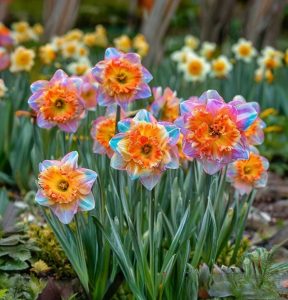 Нарцисс Айвери Дон купить по цене от 3000р. в интернет-магазине «Посадика» с доставкой почтой в в Ярославле и по всей России – [изображение №1].