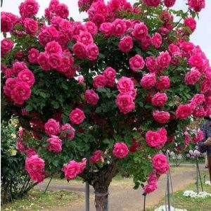 Роза Версаля купить по цене от 232р. в интернет-магазине «Посадика» с доставкой почтой в в Ярославле и по всей России – [изображение №1].