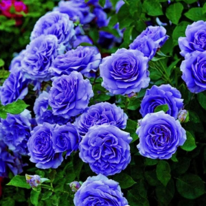Роза Блю Мун купить по цене от 450р. в интернет-магазине «Посадика» с доставкой почтой в в Ярославле и по всей России – [изображение №1].