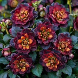 Морозник Сноу Дроп купить по цене от 348р. в интернет-магазине «Посадика» с доставкой почтой в в Ярославле и по всей России – [изображение №1].