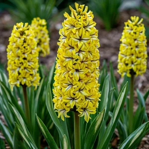 Гиацинт Сансет Голд купить по цене от 2099р. в интернет-магазине «Посадика» с доставкой почтой в в Ярославле и по всей России – [изображение №1].