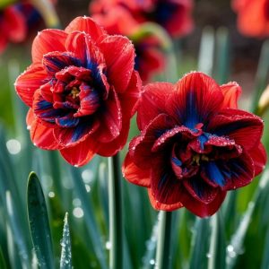 Нарцисс Эрличе купить по цене от 386р. в интернет-магазине «Посадика» с доставкой почтой в в Ярославле и по всей России – [изображение №1].