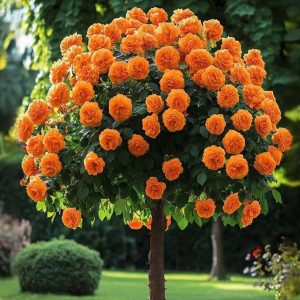 Роза Солнечный Шарм купить по цене от 349р. в интернет-магазине «Посадика» с доставкой почтой в в Ярославле и по всей России – [изображение №1].