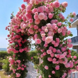 Роза Пастель Розе купить по цене от 605р. в интернет-магазине «Посадика» с доставкой почтой в в Ярославле и по всей России – [изображение №1].