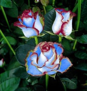 Роза Сафайер Пэтл купить по цене от 450р. в интернет-магазине «Посадика» с доставкой почтой в в Ярославле и по всей России – [изображение №1].