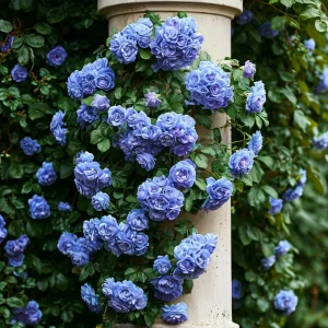 Роза плетистая Блю Перпл купить по цене от 540р. в интернет-магазине «Посадика» с доставкой почтой в в Ярославле и по всей России – [изображение №1].